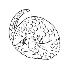 Vector illustration. Hand drawn realistic sketch of pangolin, isolated on white background