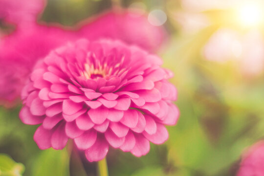 Pink Calendula Pink Flower Nature Background