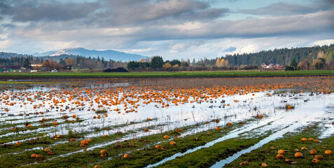 Pumpkins growing in a flooded field, British Columbia, Canada