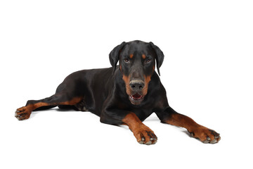 Doberman lying on the floor isolated on white 