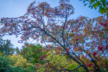 宮城県栗原市、秋田県湯沢市、雄勝郡東成瀬村、岩手県一関市にある栗駒山を紅葉の時期に登山する風景A view of climbing Mt. Kurikoma in Kurihara City, Miyagi Prefecture, Yuzawa City, Akita Prefecture, during the autumn foliage season.