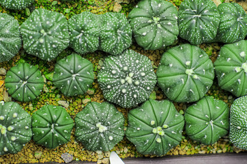 Astrophytum asterias seedlings
 
Cactus Astrophytum Asterias In Cactus Pots In The House Plant 
