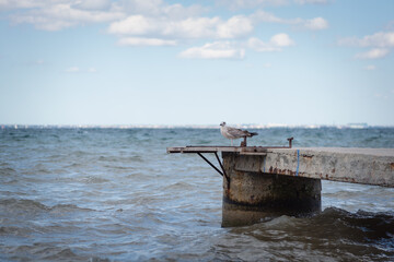 Fototapeta na wymiar Seagull on the old sea pier background.