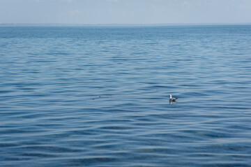 Seagull in the sea water background.