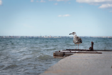 Seagull on the old sea pier background.