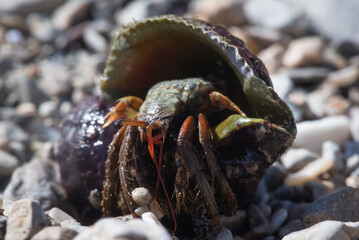 Hermit crab close up abstract background.