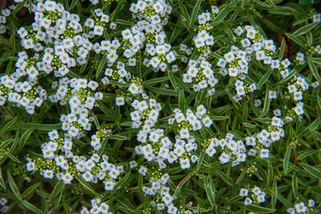 白い小花が庭の花壇に咲き乱れている美しい風景