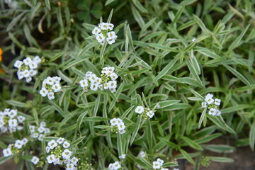 白い小花が庭の花壇に咲き乱れている美しい風景
