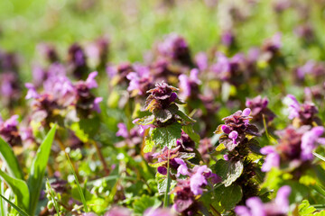 nettle blooming in the spring season