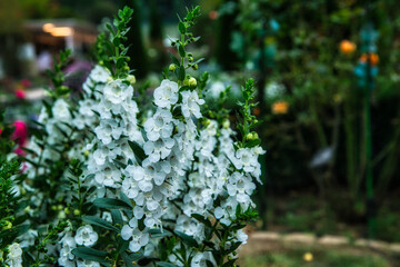 白い小花が庭の花壇に咲き乱れている美しい風景