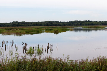 a lake with different plants
