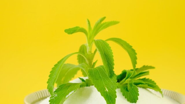 Fresh stevia branch in stevia powder .Rotation.Natural   sugar alternative.Organic natural low calorie sweetener