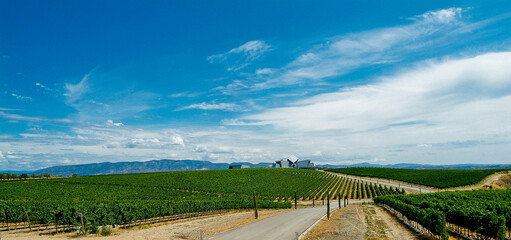 Viñedos del área de cultivo del Somontano con D.O. del mismo nombre, que tiene como centro la...