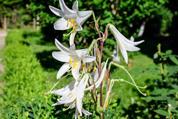 Obraz premium Group of many large white flowers and buds of Lilium or Lily plant in a British cottage style garden in a sunny summer day, beautiful outdoor floral background photographed with soft focus.