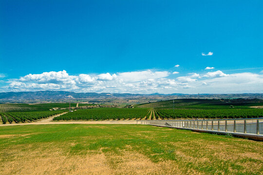 Vi&ntilde;edos del &aacute;rea de cultivo del Somontano con D.O. del mismo nombre, que tiene como centro la localidad de Barbastro, Huesca, Arag&oacute;n.