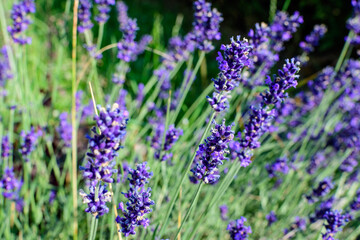 Many small blue lavender flowers in a garden in a sunny summer day photographed with selective focus, beautiful outdoor floral background