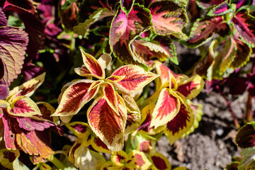 Many green and dark red leaves of coleus decorative plants in the family Lamiaceae, in a sunny spring garden, beautiful outdoor floral background.