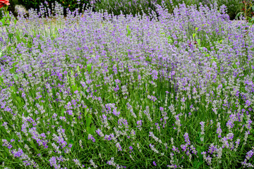 Fototapeta premium Many small blue lavender flowers in a garden in a sunny summer day photographed with selective focus, beautiful outdoor floral background.