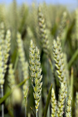 rye field with green immature plants