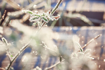 The frost-covered grass is illuminated by the sun on an autumn morning.