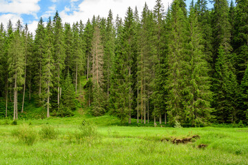 Landscape with many large green trees and fir trees in a forest at at mountains, in a sunny summer...