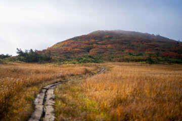 宮城県栗原市、秋田県湯沢市、雄勝郡東成瀬村、岩手県一関市にある栗駒山を紅葉の時期に登山する風景A view of climbing Mt. Kurikoma in Kurihara City, Miyagi Prefecture, Yuzawa City, Akita Prefecture, during the autumn foliage season.
