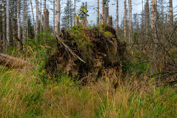 Harz Wanderung Brocken 
