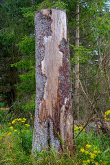 Harz Wanderung Brocken 
