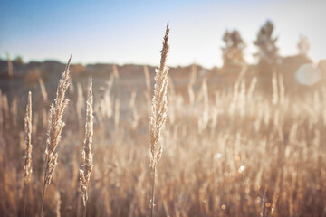 Obraz premium The dry grass covered with dew is illuminated by the sun on an autumn morning.