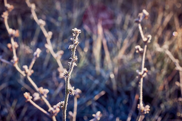The frost-covered grass is illuminated by the sun on an autumn morning.
