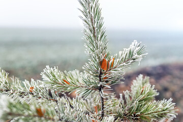 Naklejka na ściany i meble Close-up detail of fir christmas pine needes covered by first frost hoarfrost snow at early misty morning woods. Natural autumnal winter l foggy landscape. Coniferous tree against fog above field