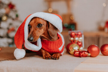 dog dwarf dachshund in a Santa Claus costume in a Christmas New Year interior. winter concept....