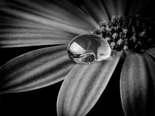 flower and dew drops - black and white macro photo