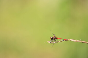 Insecte sur sa branche