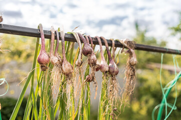 Bunches of onions hanging.
