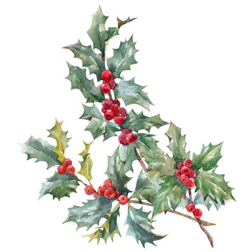 Beautiful floral christmas illustration with hand drawn watercolor winter holly branches. Stock 2022 winter illustration.