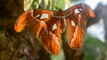 Snake head moth butterfly full wingspan close up photograph, largest moth in Sri Lanka. - Powered by Adobe