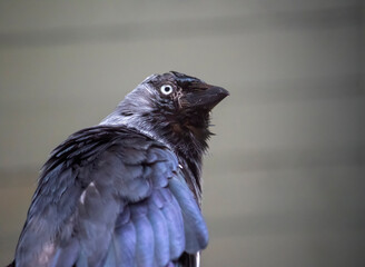 raven on a rock crow