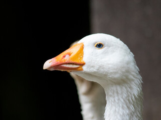 white goose head portrait blue eyes