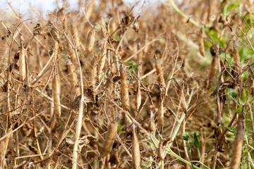 an agricultural field with a ripe crop of yellow peas