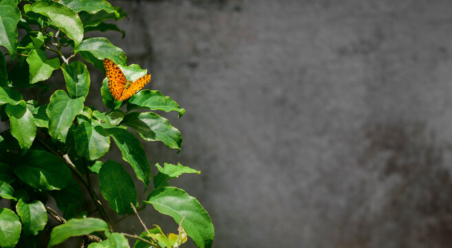 Spotted rustic butterfly perched on ramontchi tree leaves,