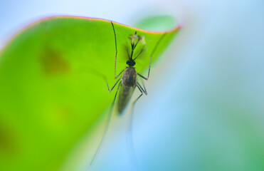 Male mosquito hangs under the shade of a green leaf in the daytime close up macro photograph.