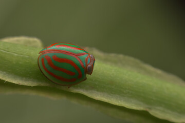 bug on a leaf