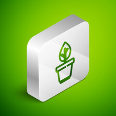 Isometric line Plant in pot icon isolated on green background. Plant growing in a pot. Potted plant sign. Silver square button. Vector