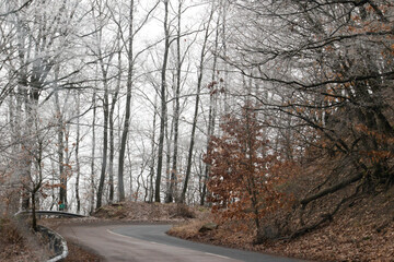winter snow white trees