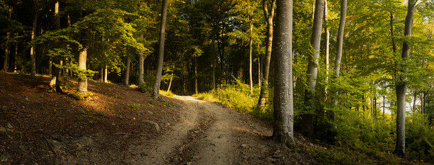 Sunset trail panorama in teh forest. Sunlight during autumn. Sunshine on the trees