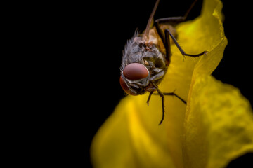 macro of a fly