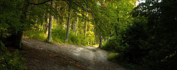 Panorama of a trail in sunny forest. Green leaves in the sunlight. Beuatiful park