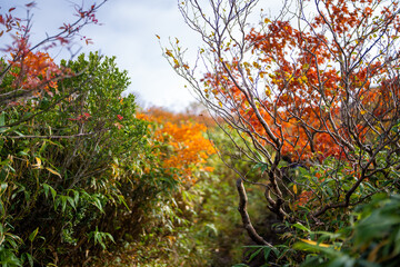 宮城県栗原市、秋田県湯沢市、雄勝郡東成瀬村、岩手県一関市にある栗駒山を紅葉の時期に登山する風景A view of climbing Mt. Kurikoma in Kurihara City, Miyagi Prefecture, Yuzawa City, Akita Prefecture, during the autumn foliage season.