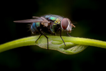 close up of a fly